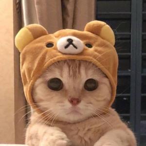 KoTuK